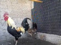 GALLO GIRO
